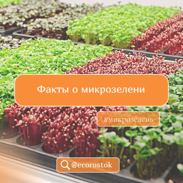 Факты о микрозелени 