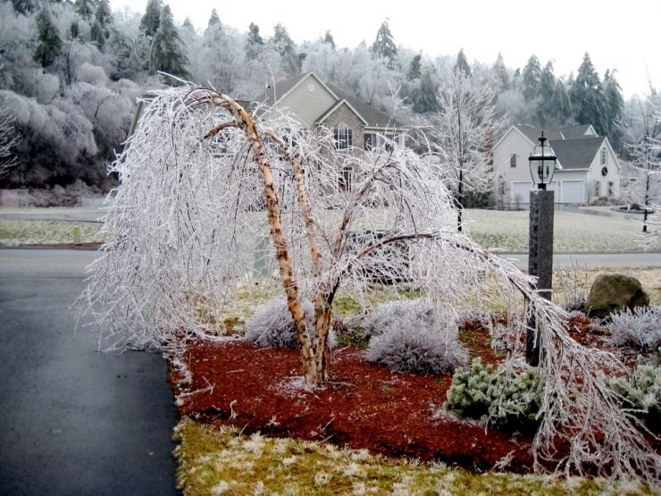 Последствия ледяного дождя