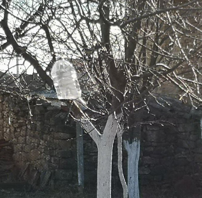 Синички прилетели на яблоню