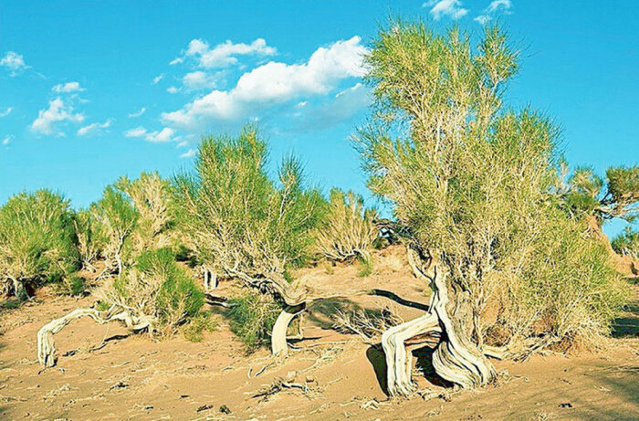 Источник фото: turkmenistan.gov.tm