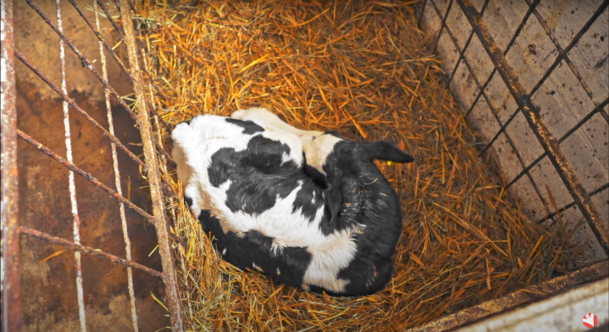 Кадр из выпуска на канале "Культиватор"