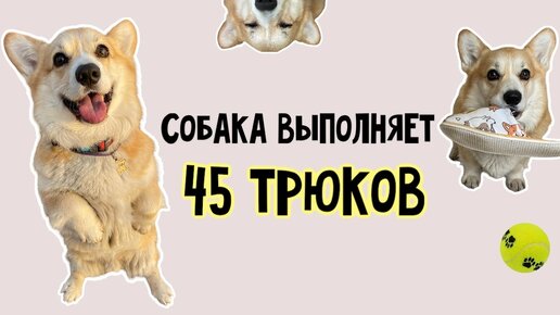 Собака выполняет 45 трюков | Корги Варди