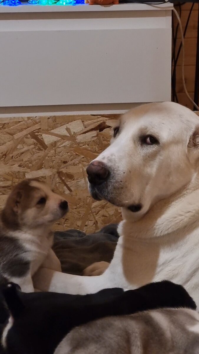 Нейдж " рада" такому вниманию))