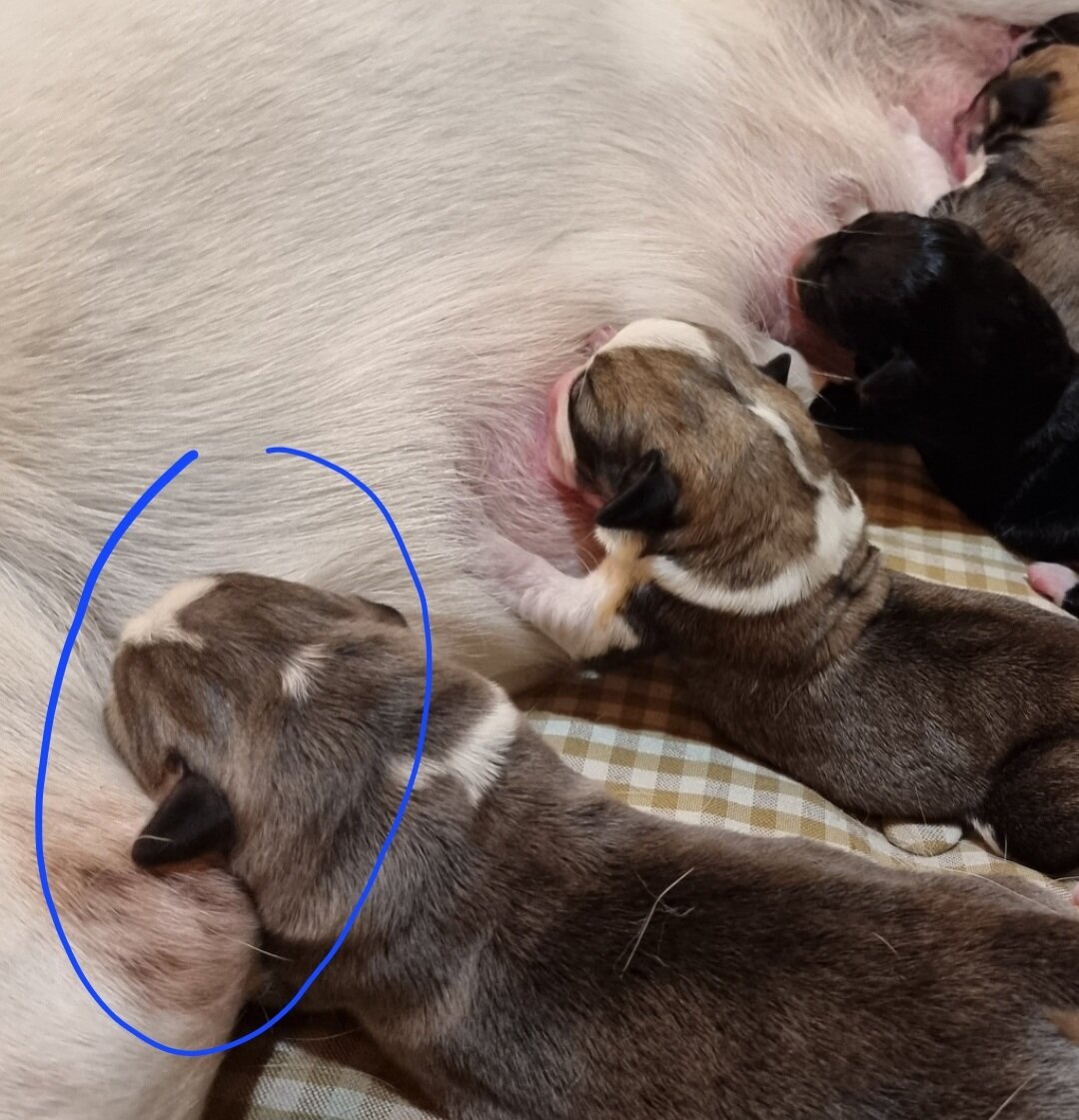 Даже на фото видно, что он значительно крупнее.