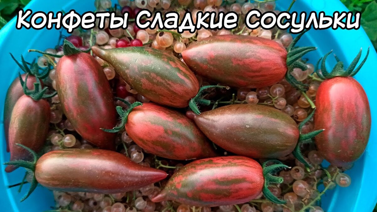 Томаты сладкие сосульки описание сорта фото отзывы