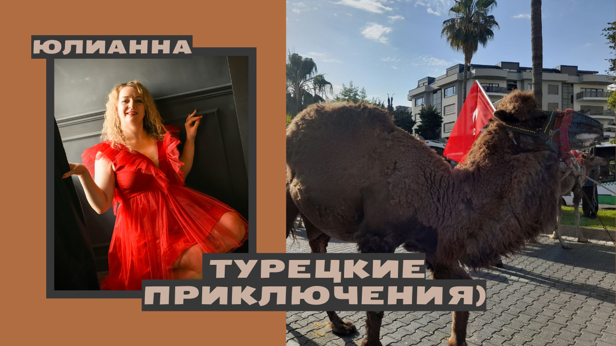 Верблюды в Турции