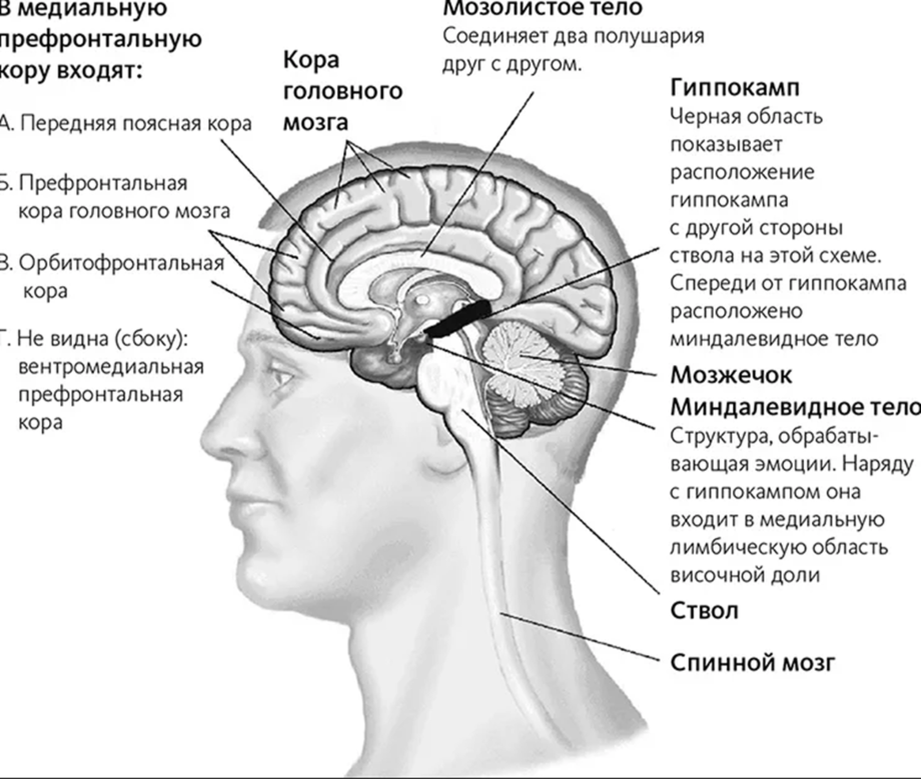 Полушария соединяет между собой. Префронтальные отделы головного мозга. Префронтальные отделы коры лобных долей.