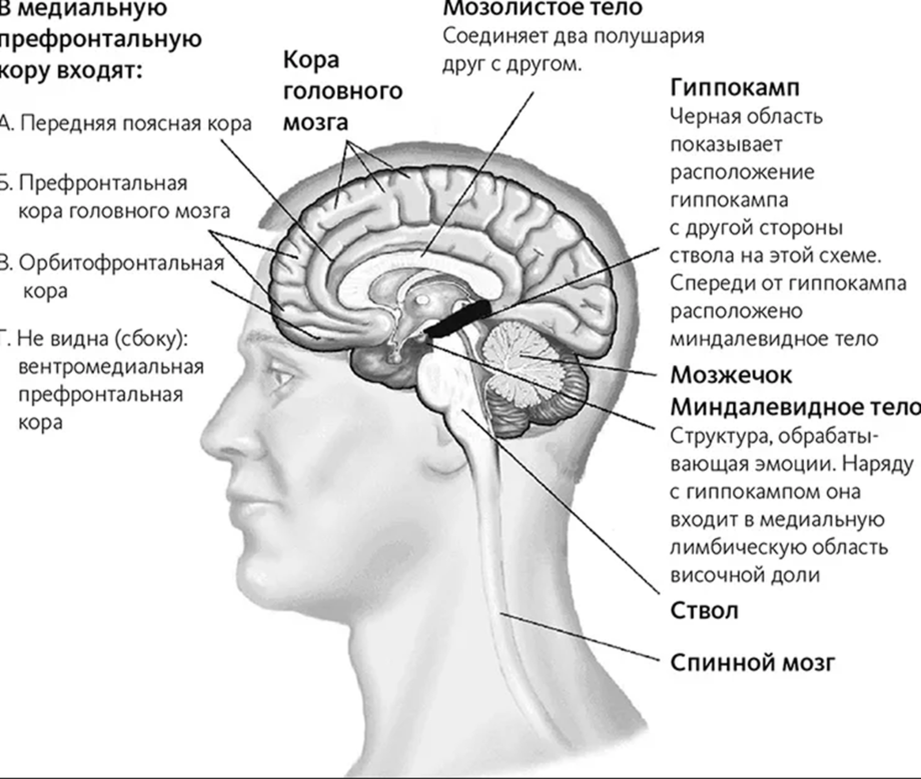 Какие признаки характеризуют кору мозга человека. Префронтальные отделы головного мозга. Функции префронтальной коры головного мозга