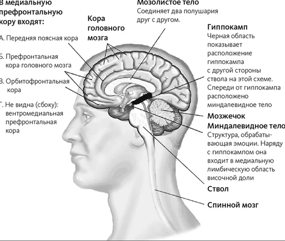 Смещения структур головного мозга. Префронтальные отделы головного мозга. Функции префронтальной коры головного мозга.