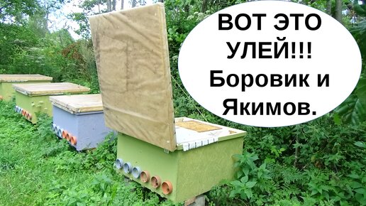 Как правильно пересадить пчел в новый улей! #пчеловодство #мед #пасека