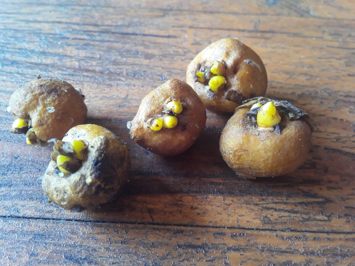 Клубни первых хохлаток, которые мне прислала автор канала "Живая Зеленая Жизнь" Татьяна Морозова