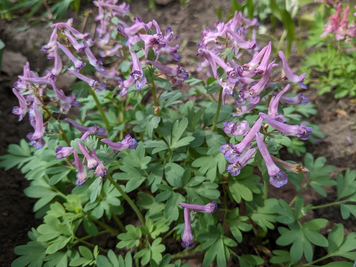 Хохлатка из прсаженных клубней