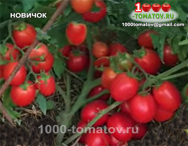 Томаты сорт томатов фото