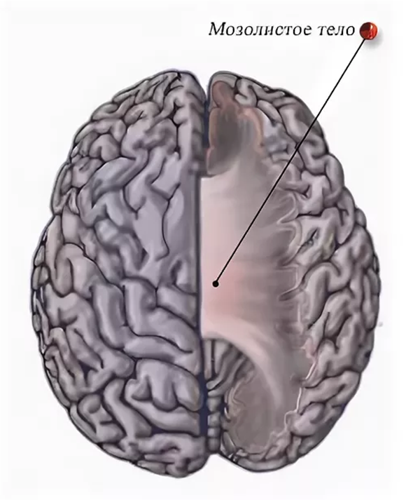 Клюв мозолистого тела. Мозолистое тело головного мозга. Полушария головного мозга и мозолистое тело. Мозолистое тело больших полушарий. Анатомия мозга человека мозолистое тело.