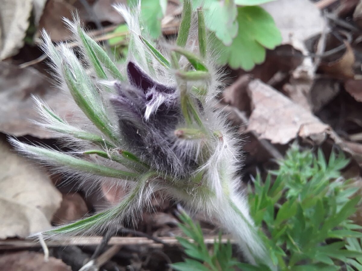 Прострел на фоне прошлогодней листвы