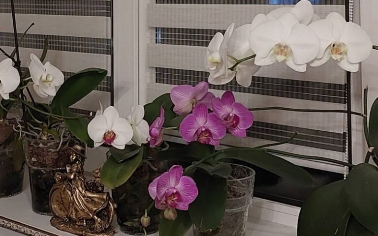 Орхидеи уход в домашних условиях фото