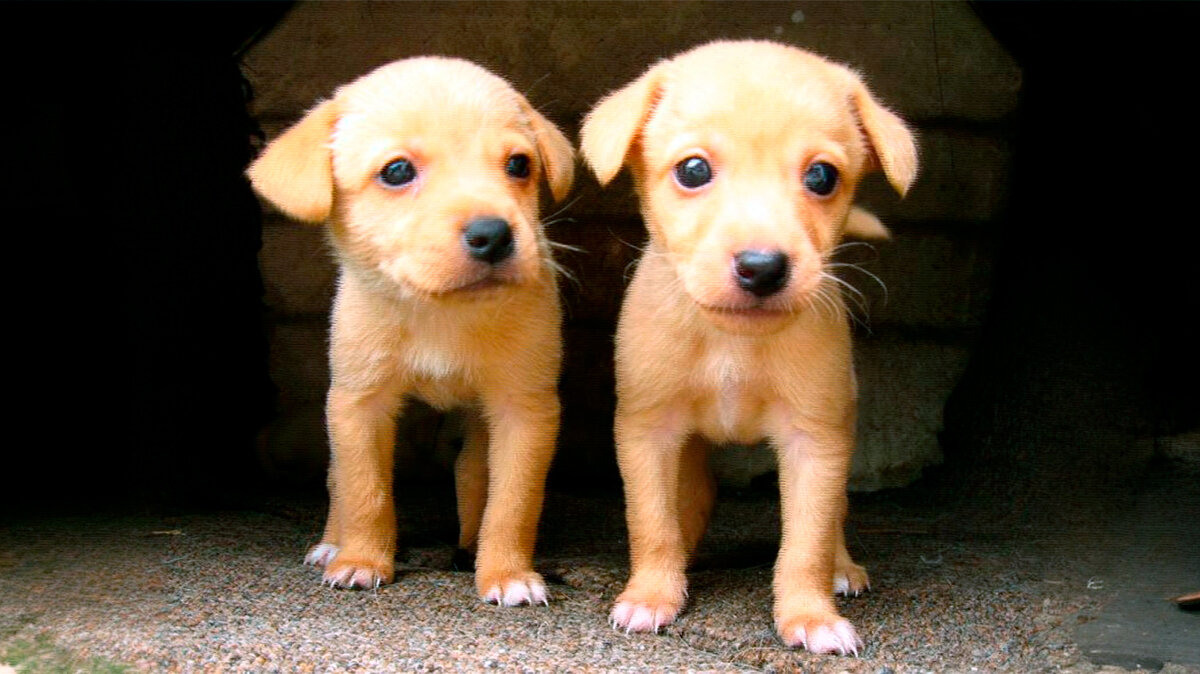 источник фото: cdn.trinixy.ru