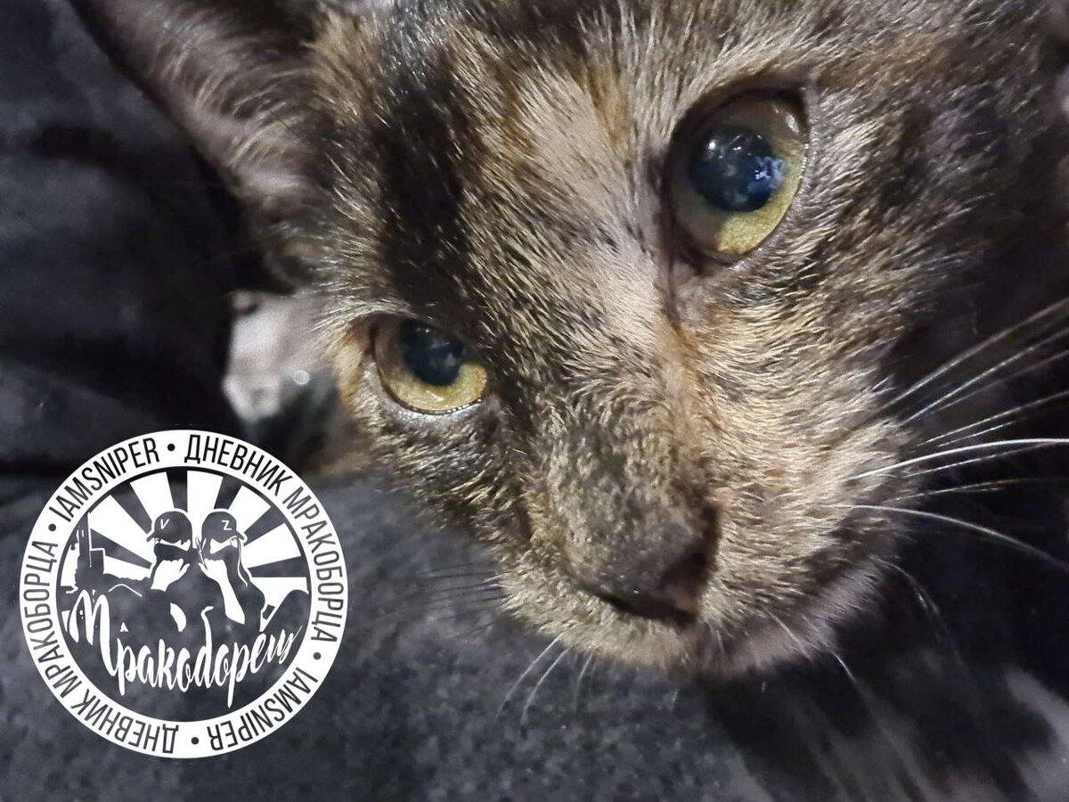 Былое и кошачьи думы ... ❤