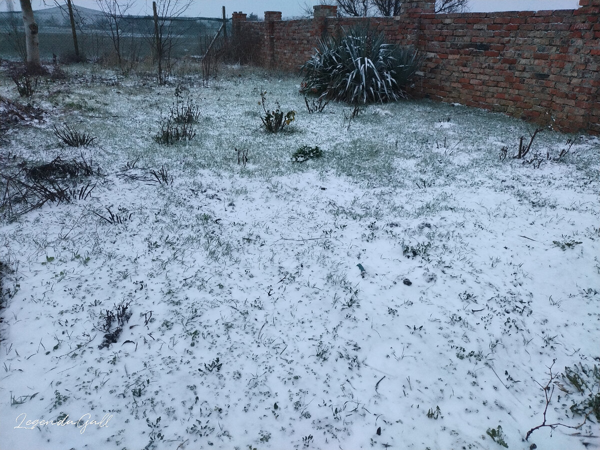 Вот такая лужайка светленькая стала