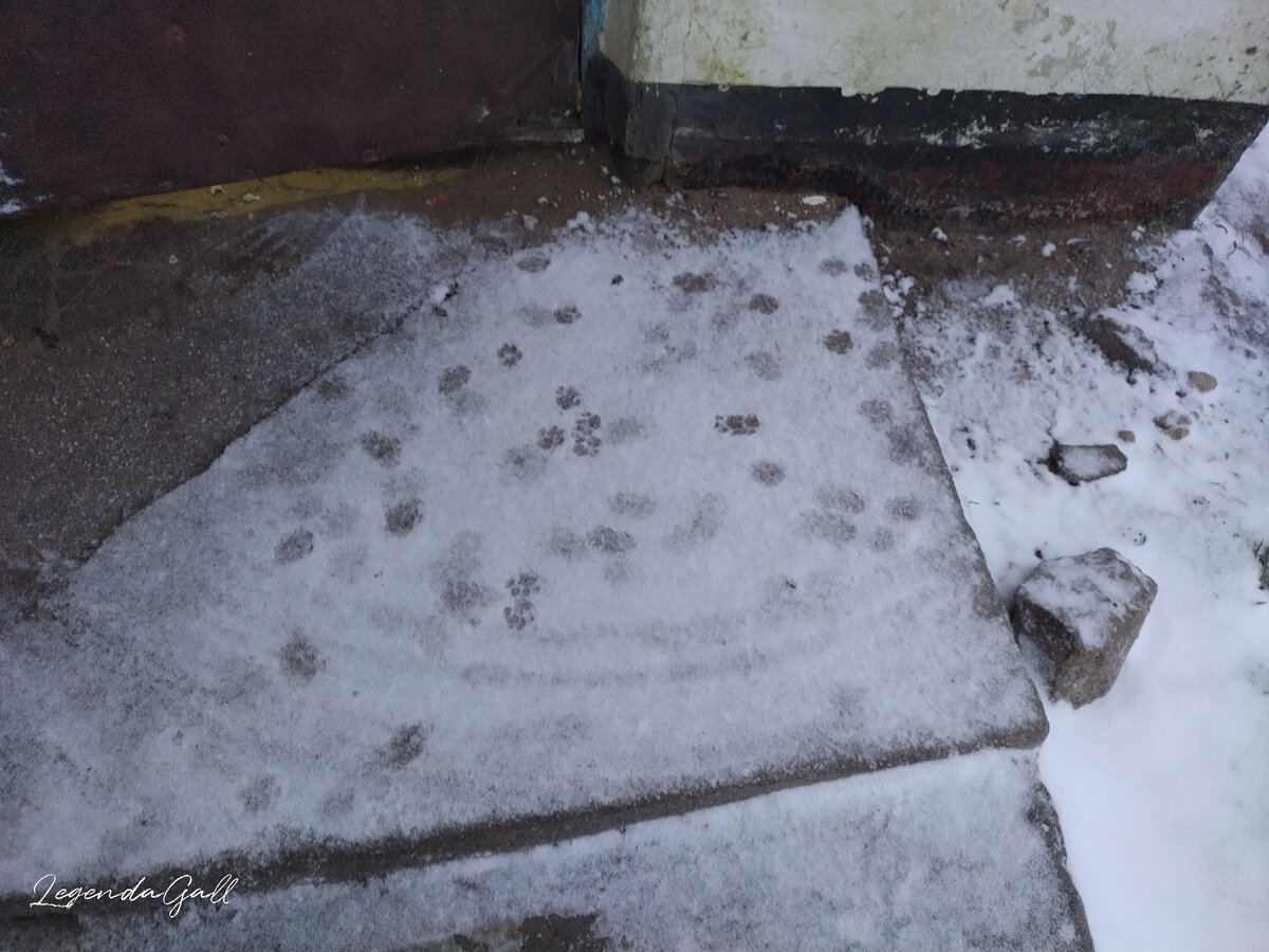 Кошки домой хотели