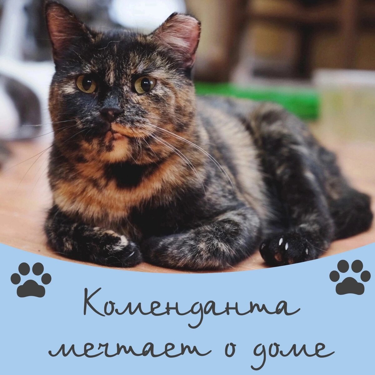 Кошка Коменданта ищет дом ❤️🏠 | Приют для кошек 