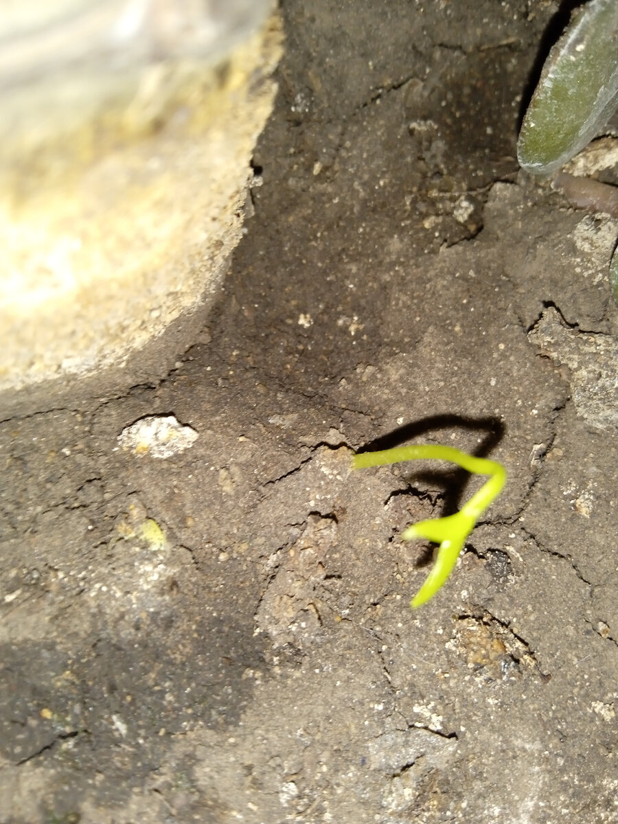 Дворник снег. Почему не чистят дороги от снега. Почему не чистят дороги от снега. Последние дни хрущеб на улице шверника. Уборка снега в тольятти зимой.