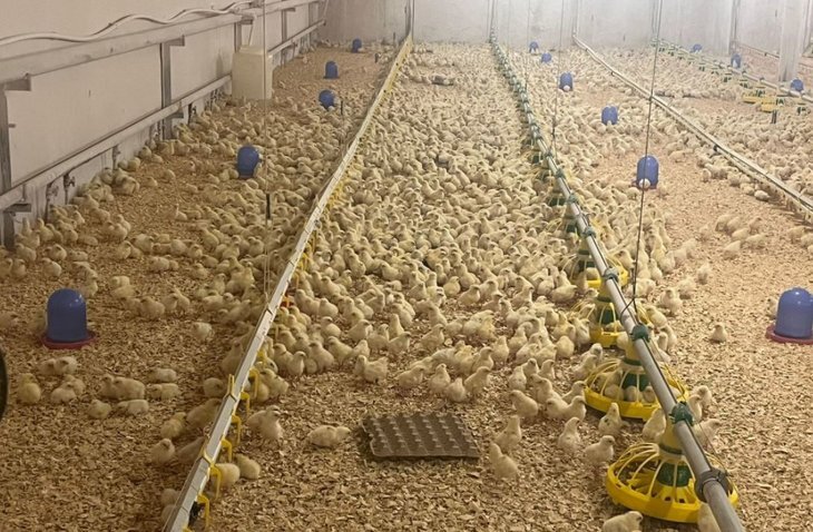    Куры «Кросс коралл» принесут башкирскому фермеру 45 млн куриных яиц в год