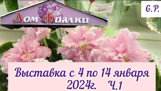 ФИАЛКИ -2024. Выставка с 04 по 14.01.2024г. в Доме Фиалки (Москва) (Часть 1).