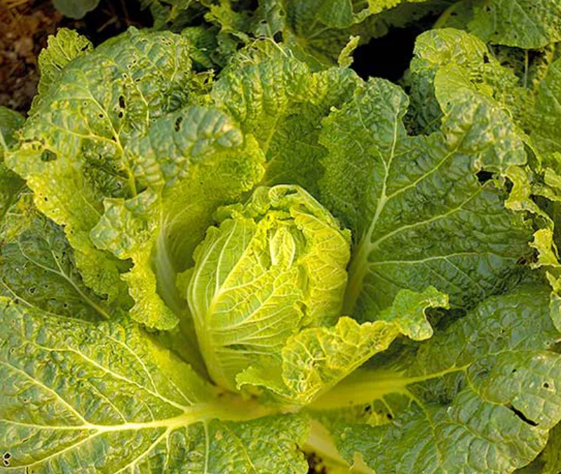 Китайская капуста, также известна как капуста пекинская