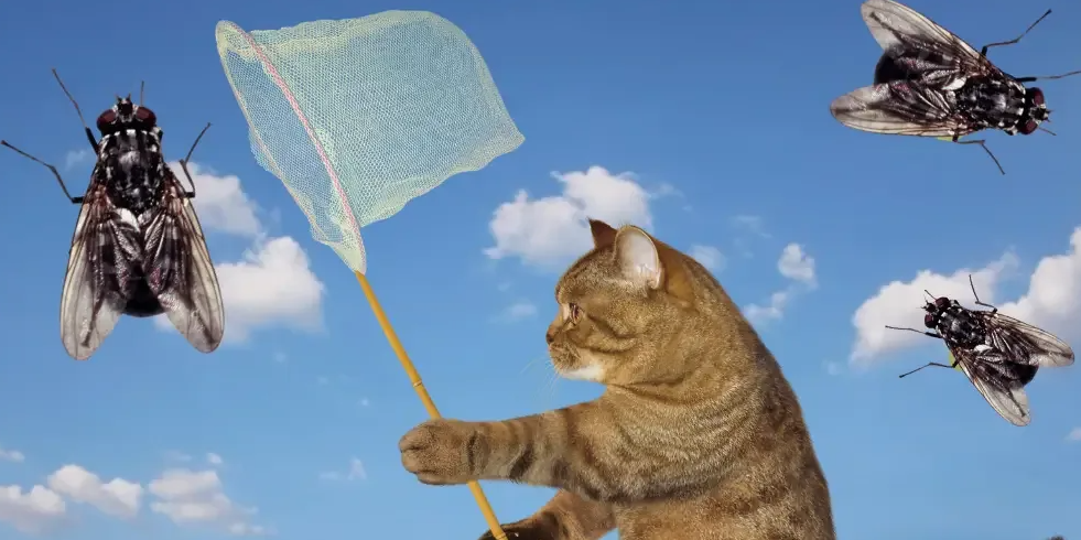 Котенок муха