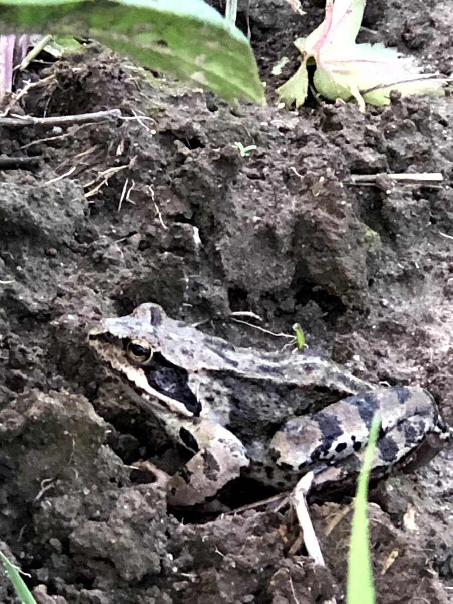 Вот это чудо чудное, которое есть нельзя