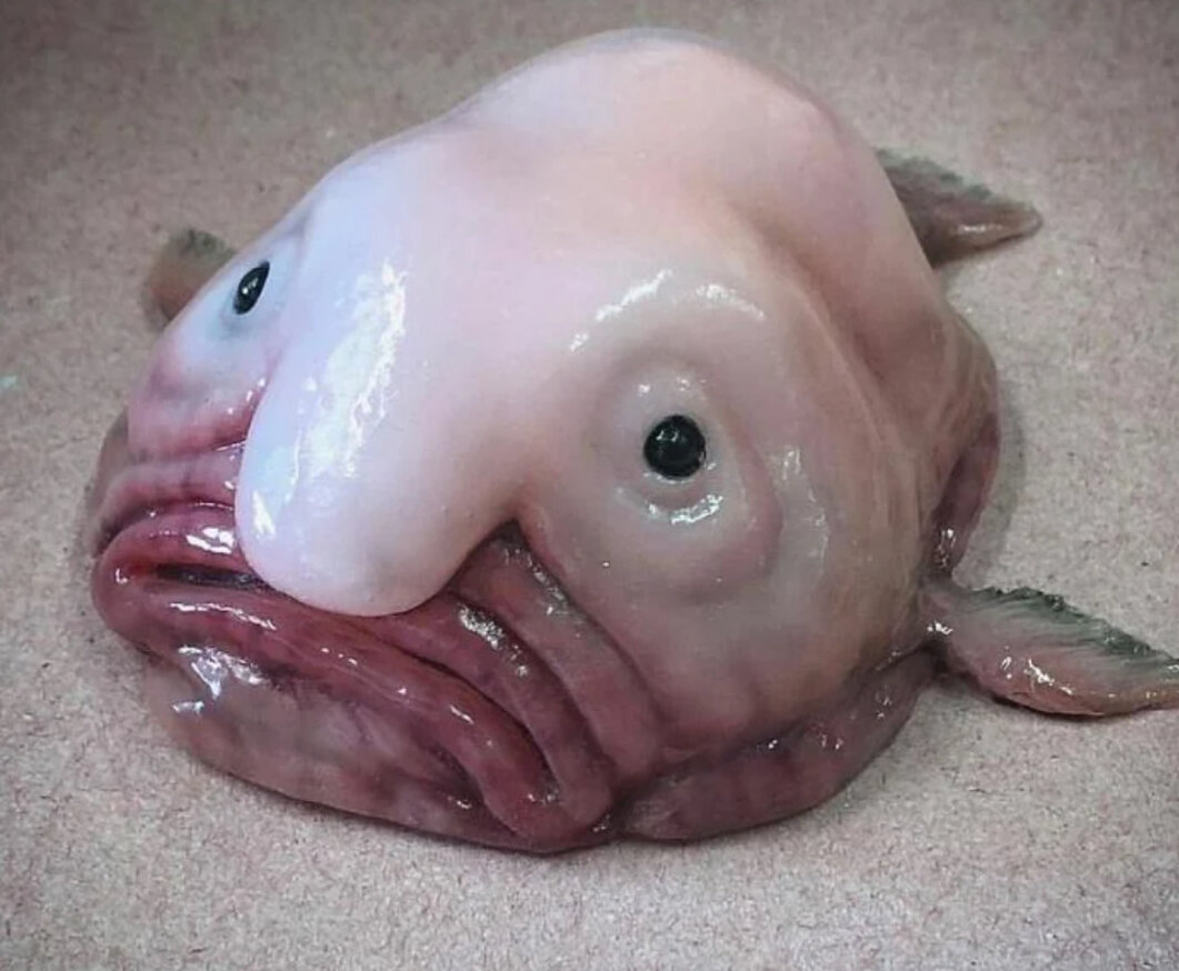 Это рыба-капля.