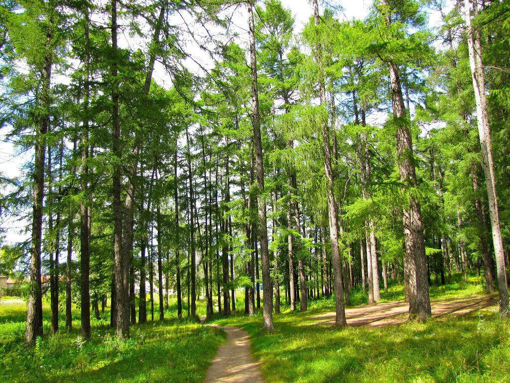 Больничный сад