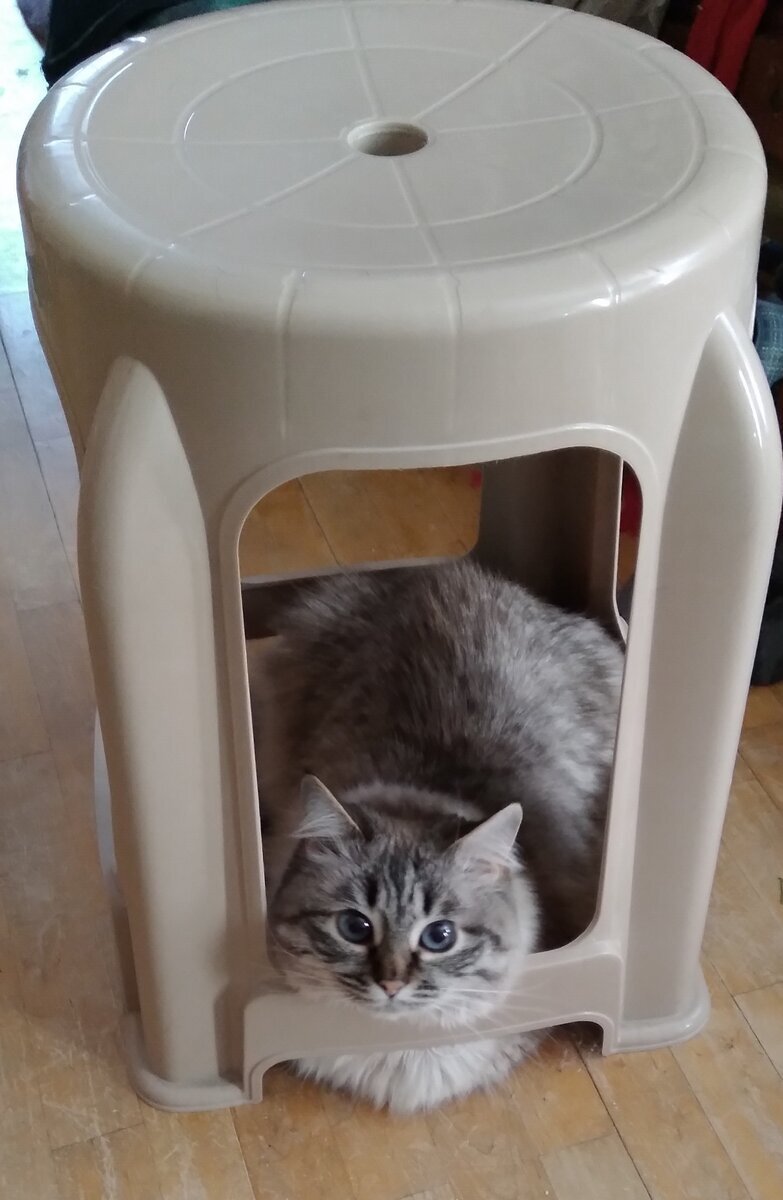 Это наша кошечка Муся придумала себе такой "домик", она в нём прячется)))