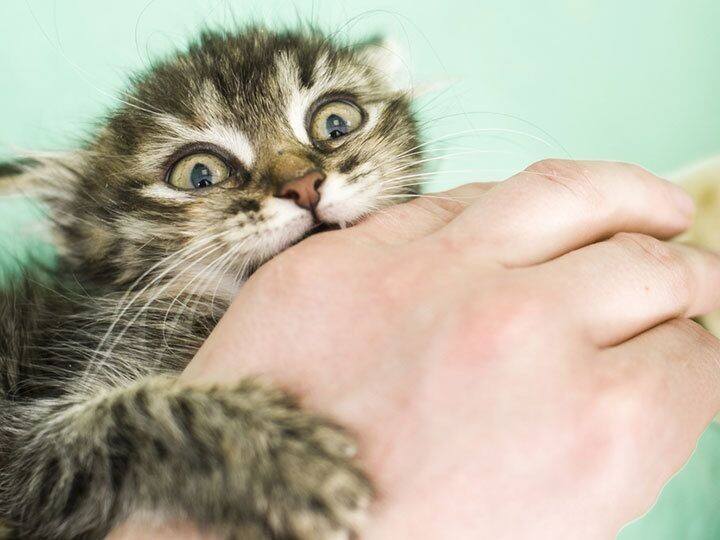 Два характерных укуса кота