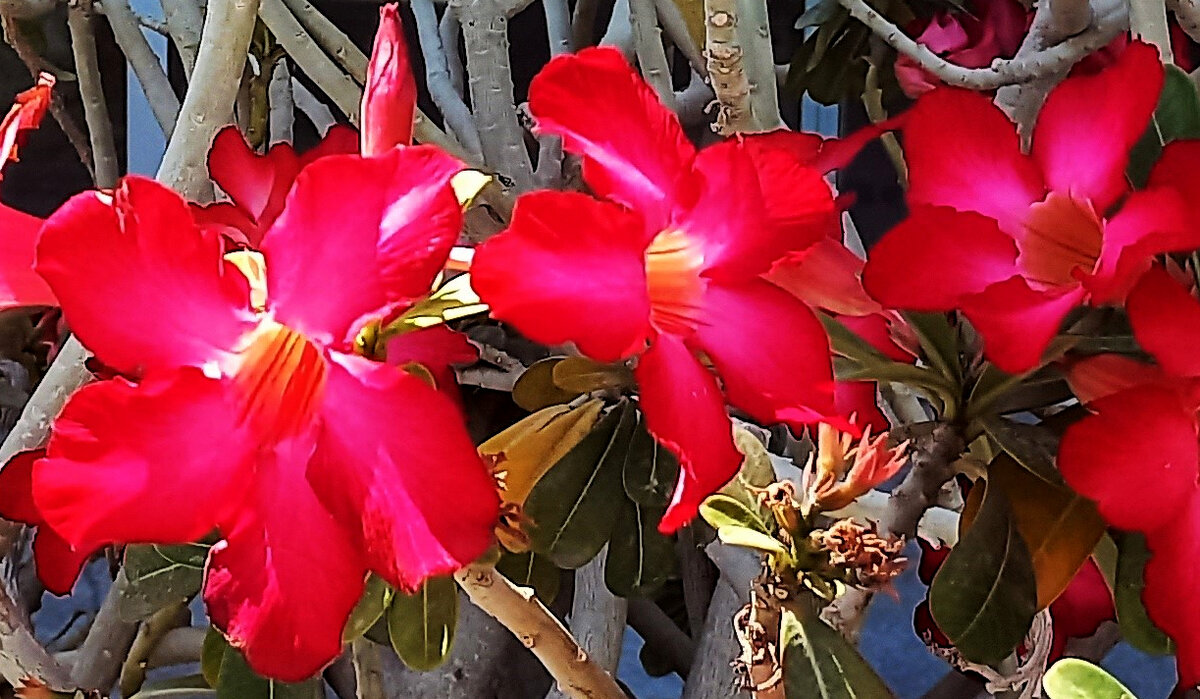 Цветы Дубая. Роза пустыни