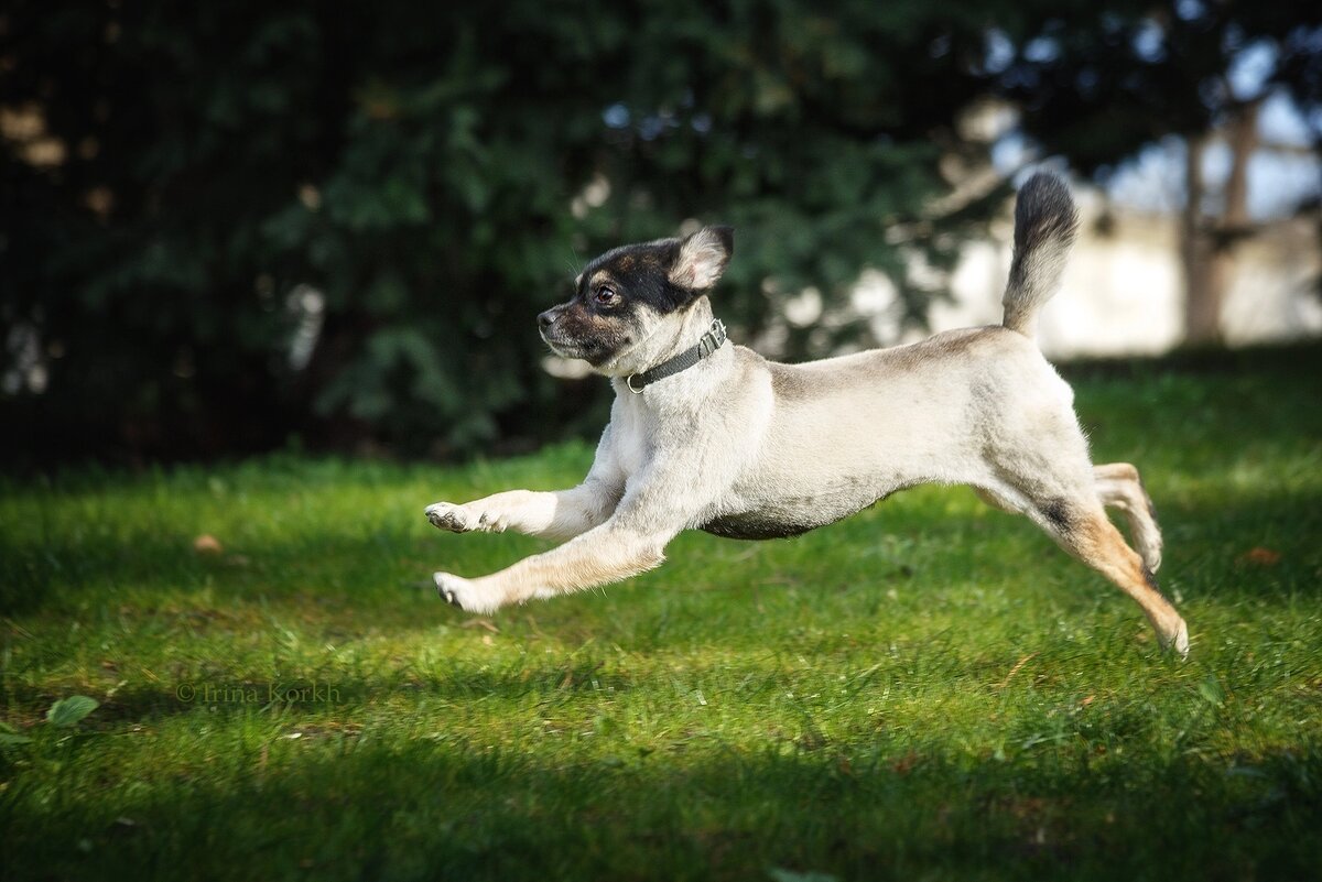 Дворняжка после груминга