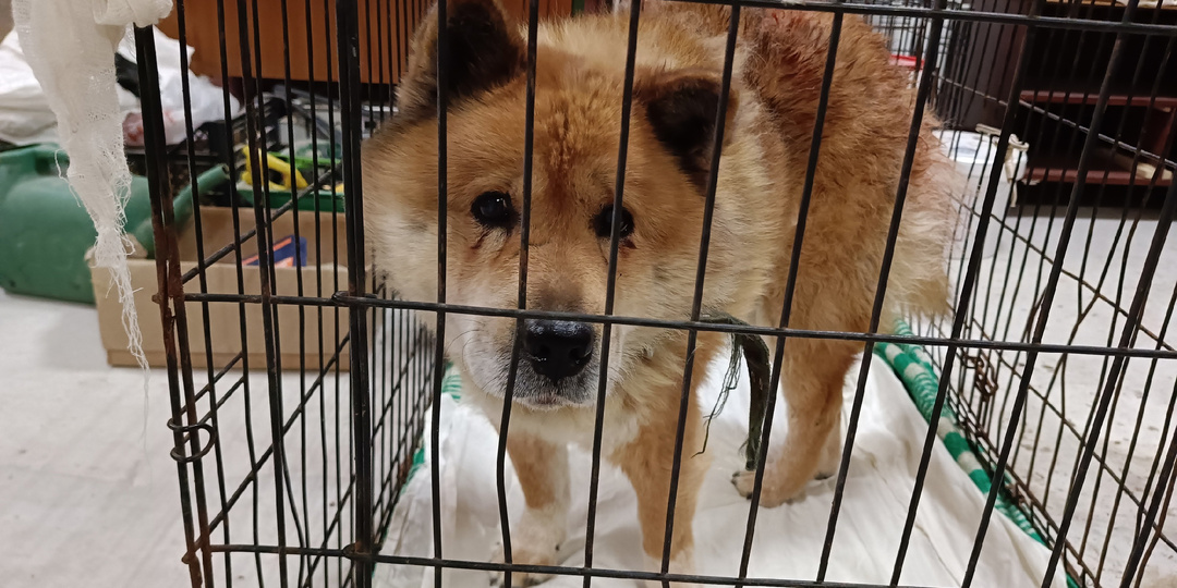 Пожилая бубушка 80 лет сфотографировала собаку. Внучка разместила пост. Так нашлась собака, которая потерялась неделю назад