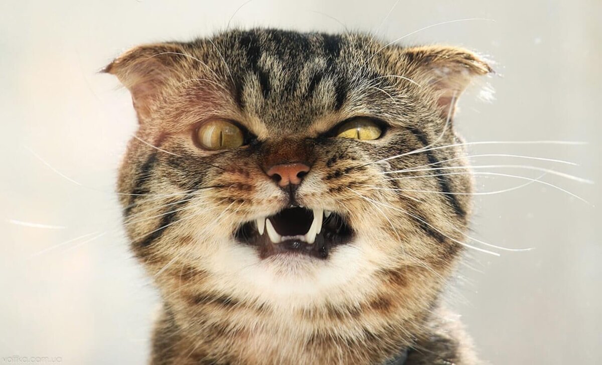    Кошки обожают валерьянку из-за содержащихся в ней веществ