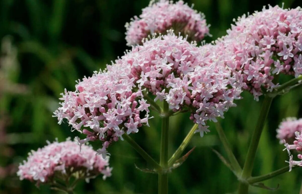    Цветы валерианы лекарственной