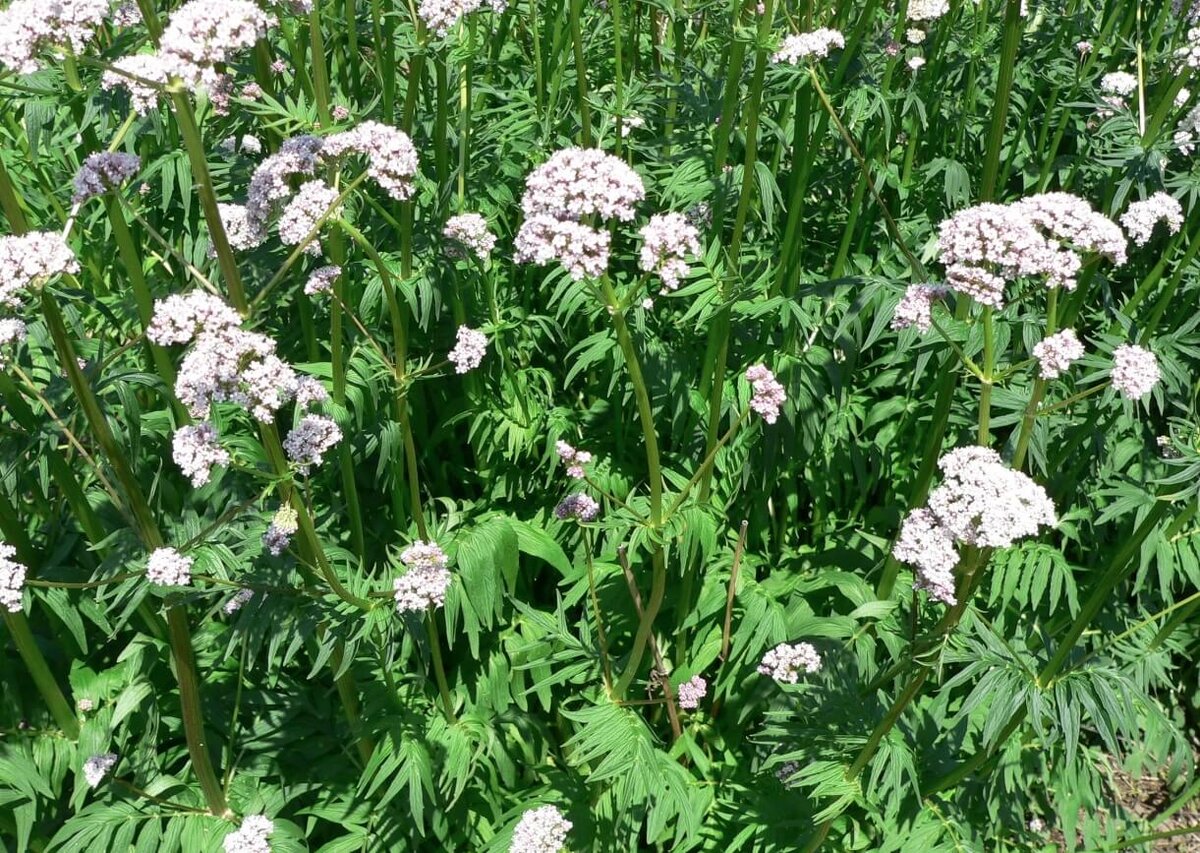    Куст валерианы лекарственной