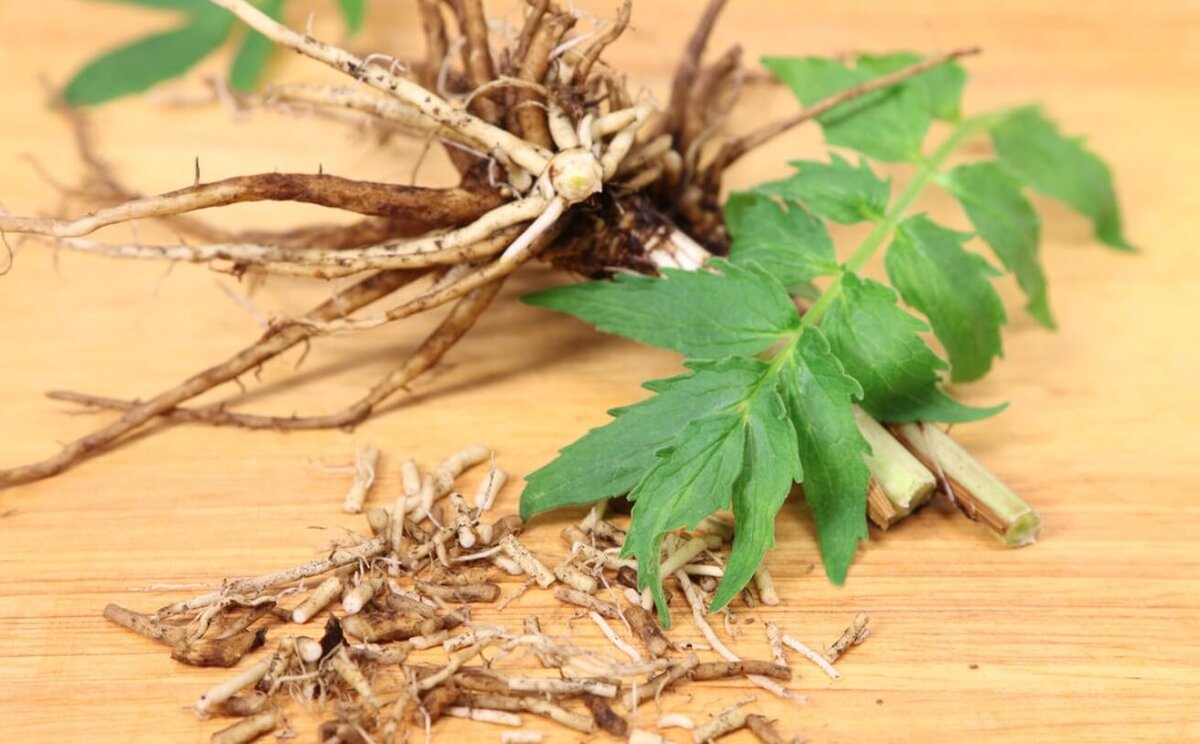    Корень валерианы лекарственной