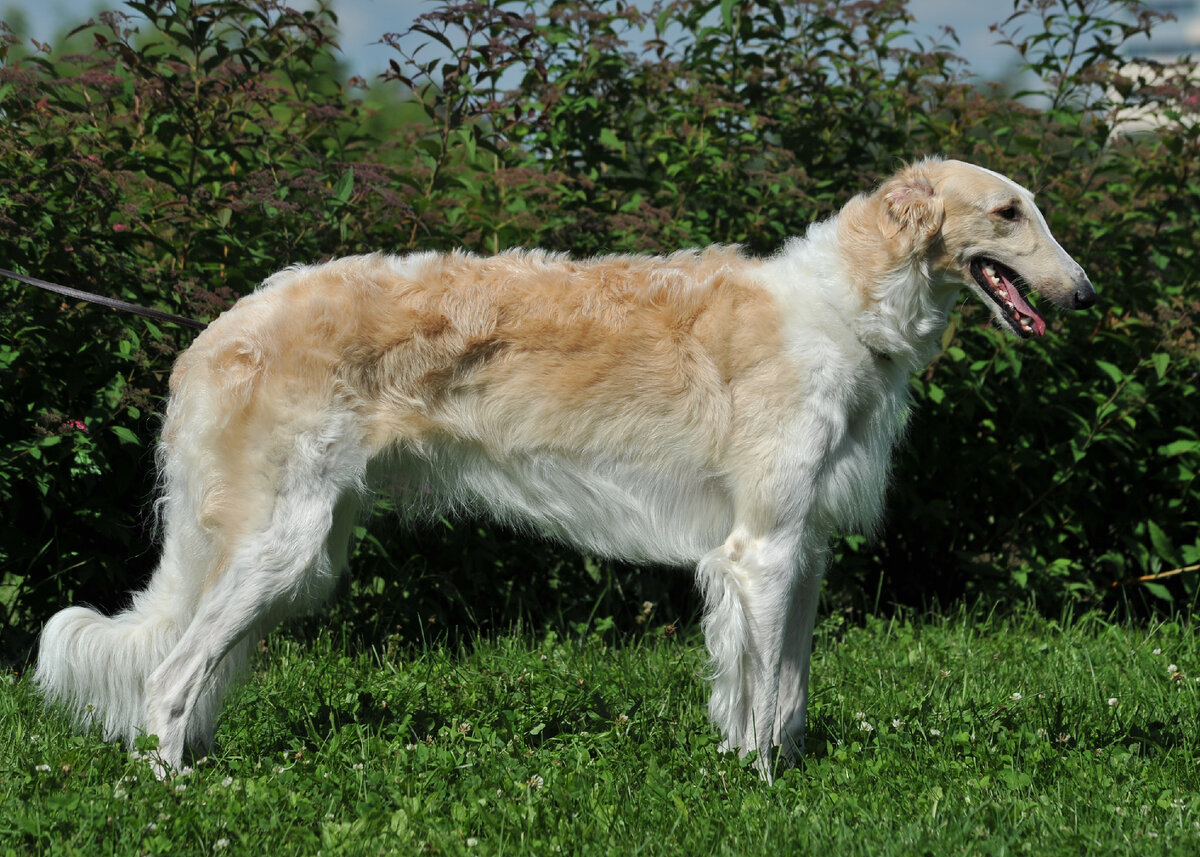 Славянская Милушка