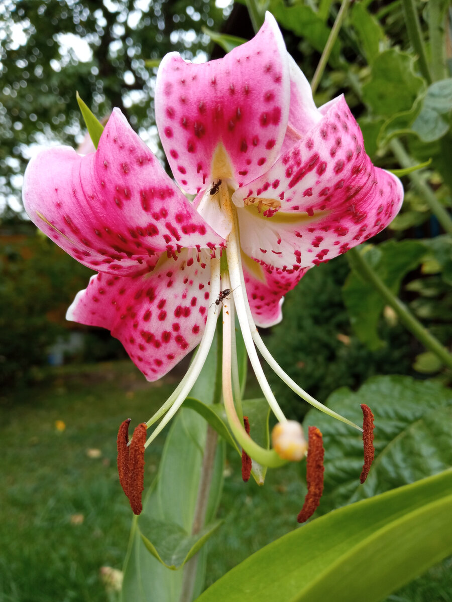 Эта лилия нравится не только мне, но и муравьям.