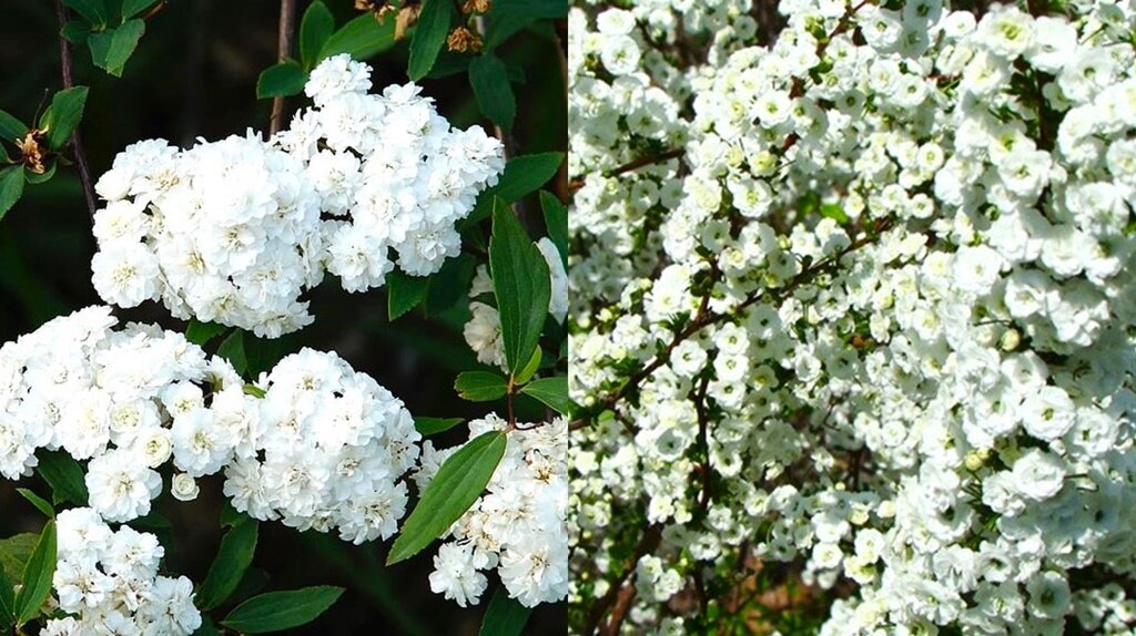 Белые цветы фото красивые. Тубероза гардения цветок. Белые цветы. Красивые белые цветы. Светлые цветы.