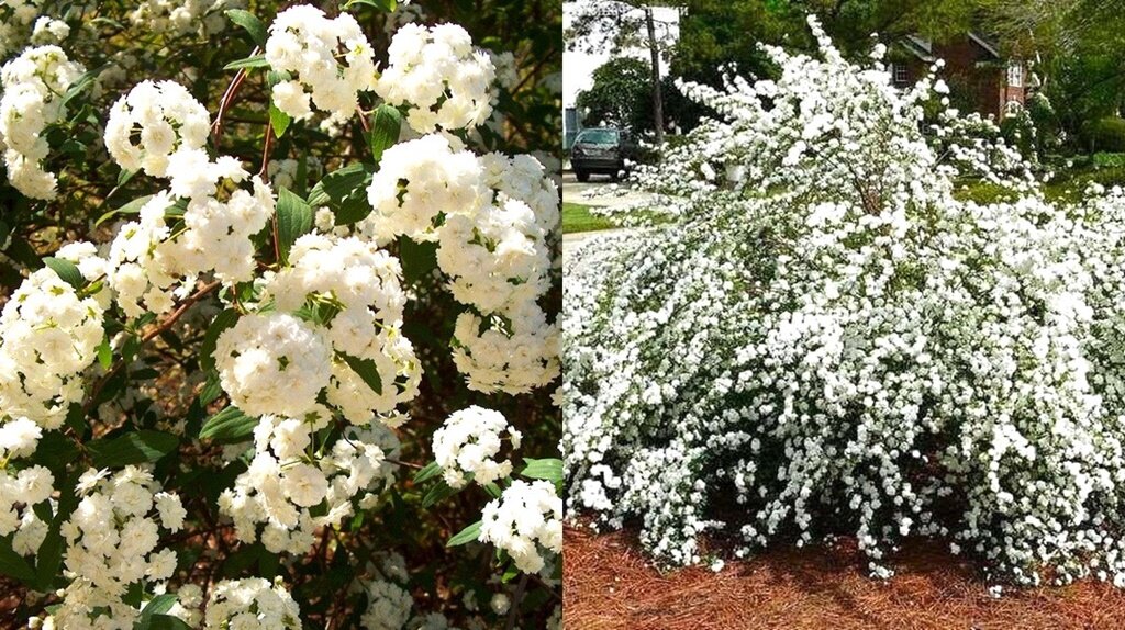 Цветок коко шанель камелия. Цветы в огне фото. Букет невесты модные ландыш. Лилии из бутылок. Пластик белые цветы.