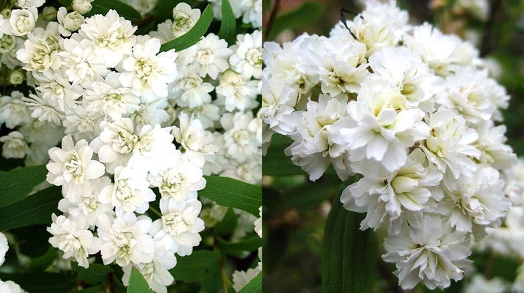 Slider белые цветы. Нежные цветы на светлом фоне. Цветок. Цветы в белых тонах. Белые цветы фаленопсис.