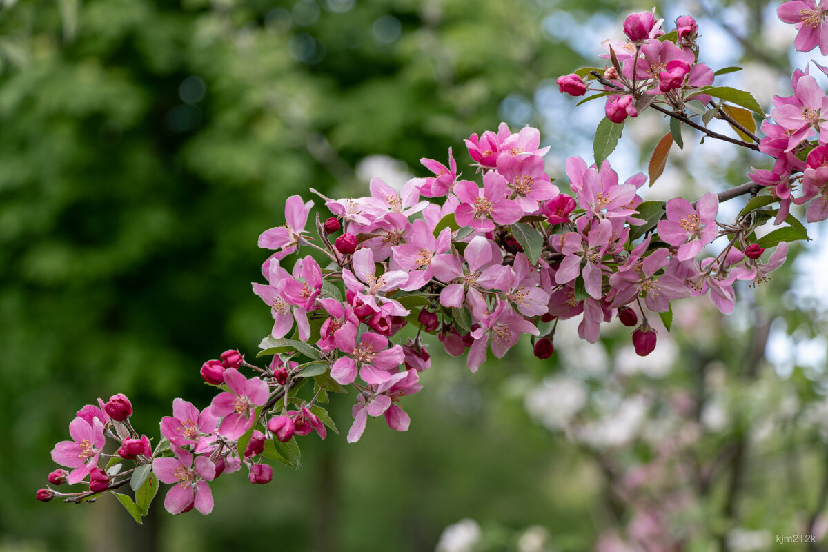 Malus С†РІРµС‚С‹