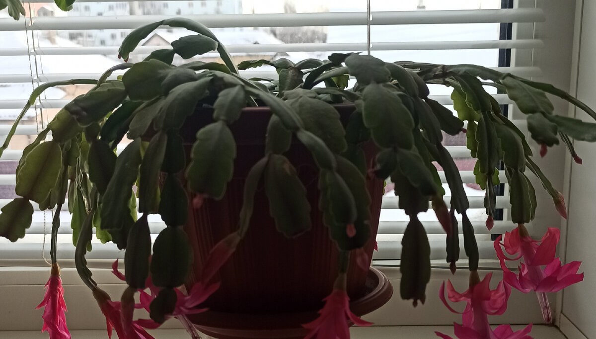 Цветущий коллега