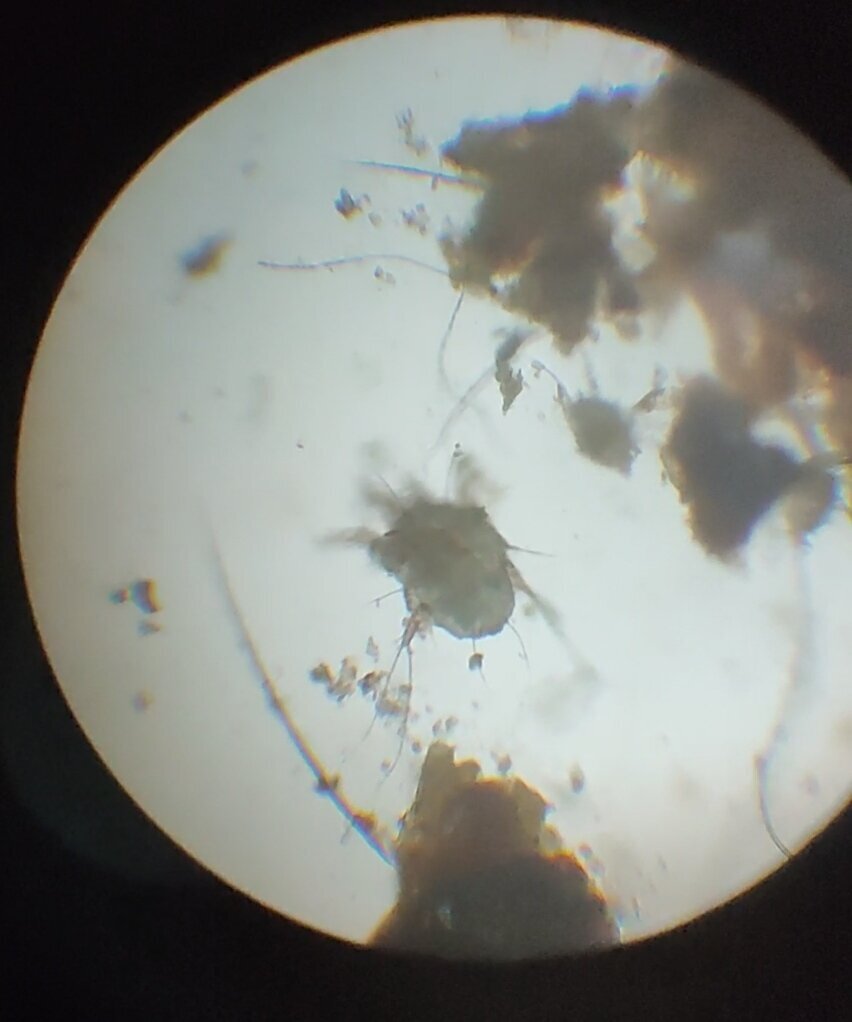 Возбудитель отодектоза под микроскопом